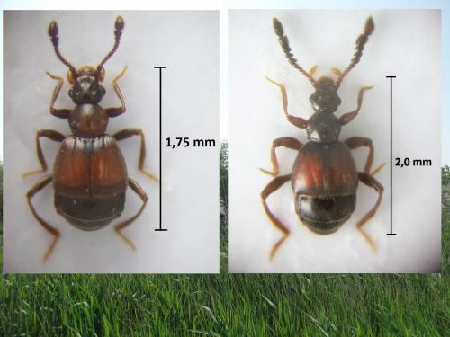 Réf. 205 264 : Trissemus antennatus